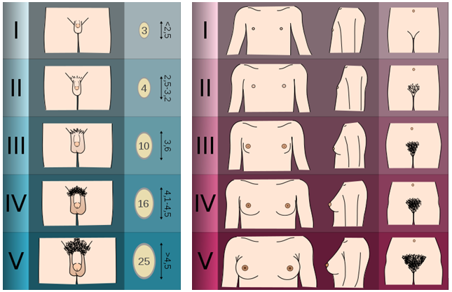 Tanners pubertetsskala